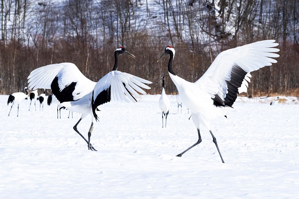 Japan-Hokkaido Two red-crowned cranes dance while the rest of the group looks on art print by Ellen Goff for $57.95 CAD